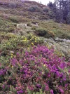 Heather and Gorse.webp