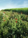 Thistles in the verges.webp