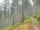 Woods near Altlay.webp