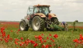 tractor-and-poppies.webp