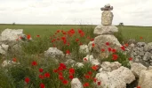 rocks-and-poppies.webp