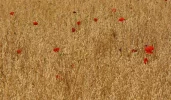 mazarife-poppies.webp