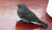 injured-bird.jpg