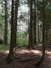 woods5.webp