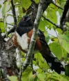 towhee.webp