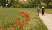 follow-the-poppies.webp