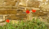 first-poppy-pic.webp