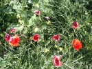 3 Sep #11 1051hrs Poppies on the Way to Santo Domingo de Calzada.webp