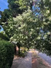 Bottlebrush on Kissing Point Road.webp