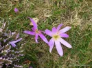 45-Hospitales-winter-crocus.webp