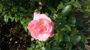 the rose of St James' Way in Logrono.webp