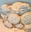 Fossil shells Balazuc.jpeg
