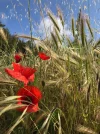 poppies.webp