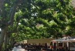 Plane trees Santo Domingo (1).webp