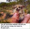 Oz Animals.jpg