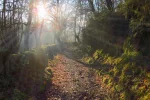 Galician-Morning-Rays.webp