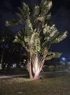 travellers palm.jpg