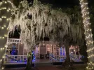 spanish moss.jpg