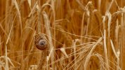wheat snail.jpg