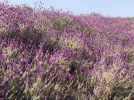 Wild lavender, VDLP 1.gif