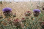 62 majestic thistles.webp