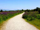 West Dyke Trail Lupins.webp