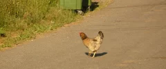 chicken.webp