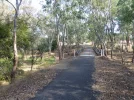 Trail-under-gum-trees.jpg