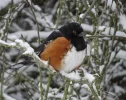 s towhee.JPG