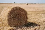 200haystack.webp