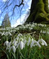 snowdrops.webp