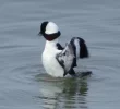 bufflehead.JPG