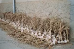 235garlic drying.webp