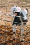 240calf.webp