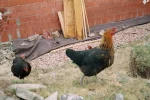 269gallinas, fonce.webp