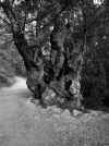 CF 19 Tree Mono.webp