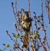 T Squirrel.webp