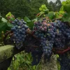 grapes.webp