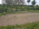 Vegetable garden.jpg