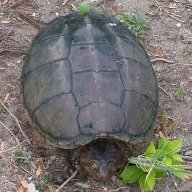 Turtleshell