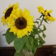 Sunflowermarg