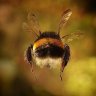 Bumblebee Adventures