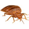 Bed Bugs - CDC Information Site