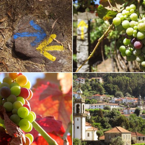 Vineyards and Summer on the Portuguese Camino