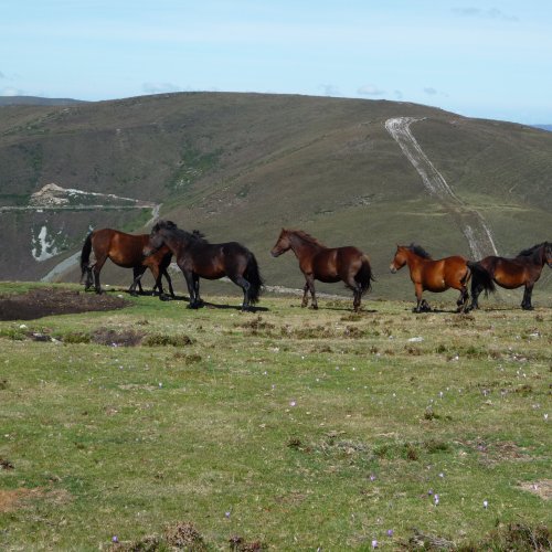 Wild horses on Los Hospitales on Camino Primitivo