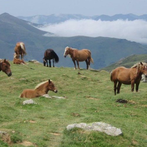Pyrenees Ponies
