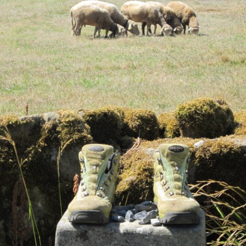 sheep boots