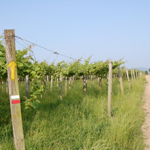 Txakoli vines in the Basque Country