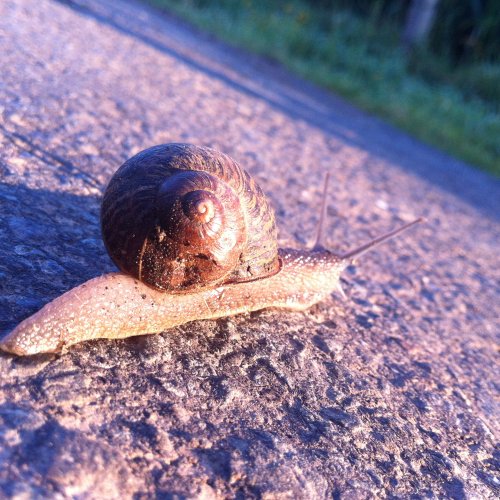 A snail like us...