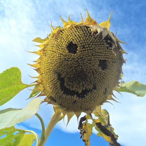 One of the happiest sunflowers on the Camino!